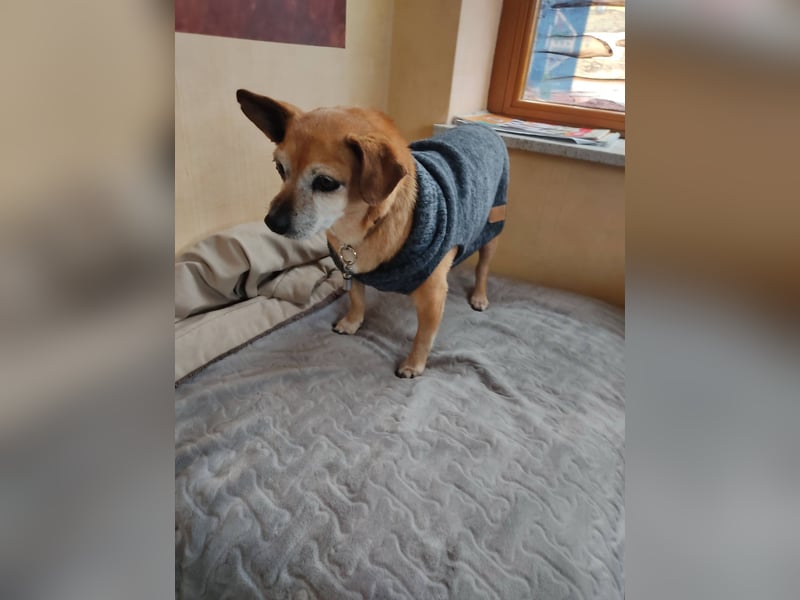 Elmi  Hundeomi die gerne kuschelt und spielt  bereits in Deutschland