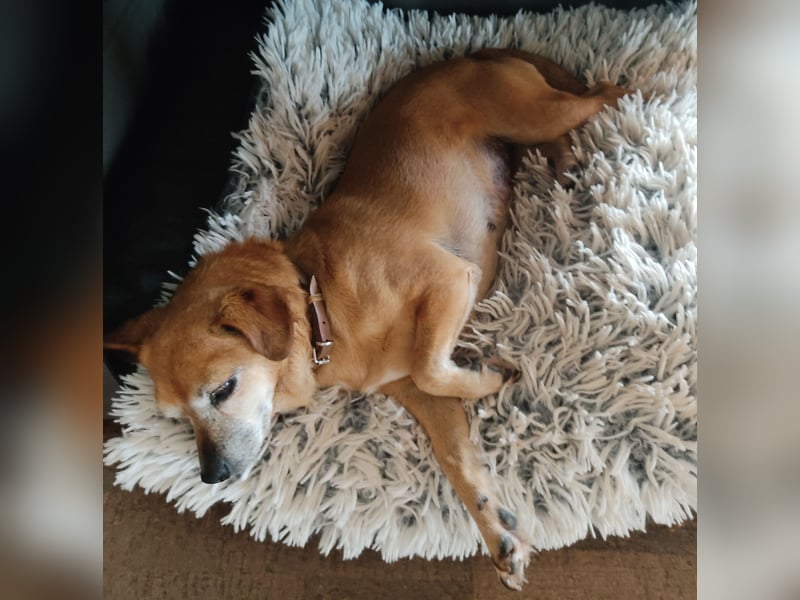 Sonnenanbeterin Elmi ❤️ menschenbezogen und lebensfroh - bereits in Deutschland