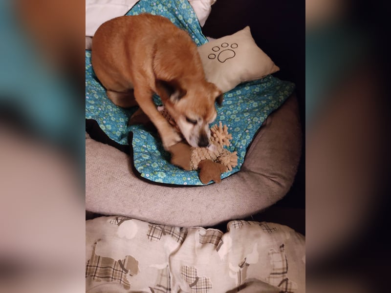 Elmi  Hundeomi die gerne kuschelt und spielt  bereits in Deutschland