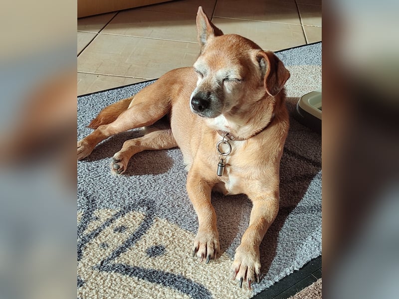 Elmi  Hundeomi die gerne kuschelt und spielt  bereits in Deutschland