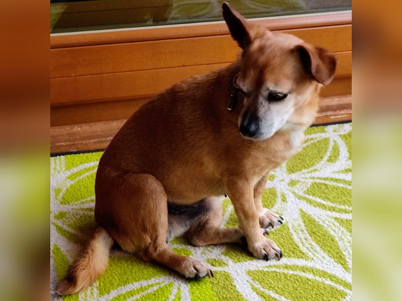 Sonnenanbeterin Elmi ❤️ menschenbezogen und lebensfroh - bereits in Deutschland