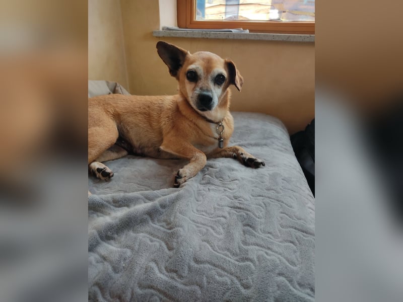 Elmi  Hundeomi die gerne kuschelt und spielt  bereits in Deutschland