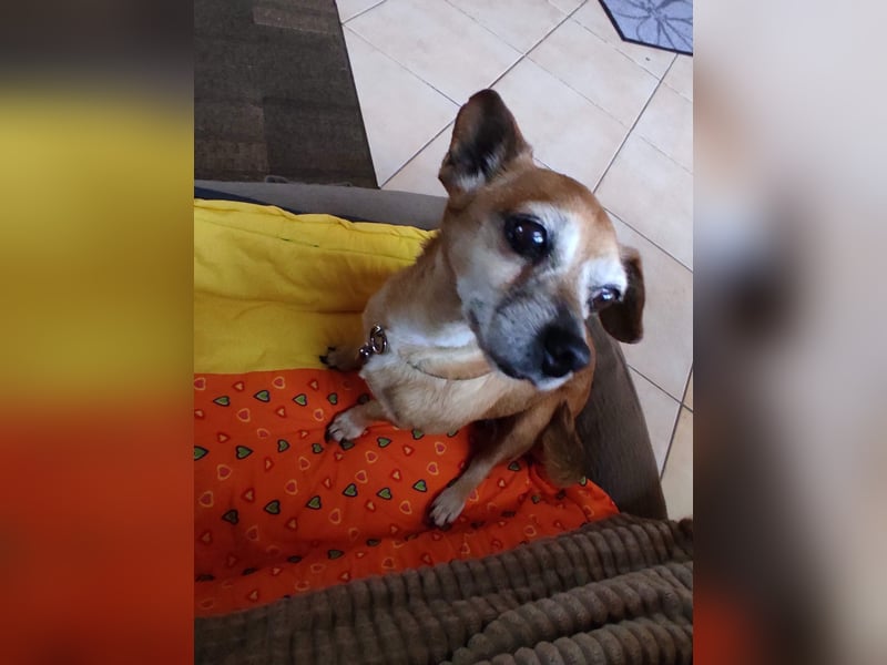 Elmi  Hundeomi die gerne kuschelt und spielt  bereits in Deutschland