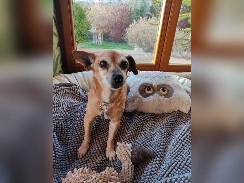 Elmi  Hundeomi die gerne kuschelt und spielt  bereits in Deutschland