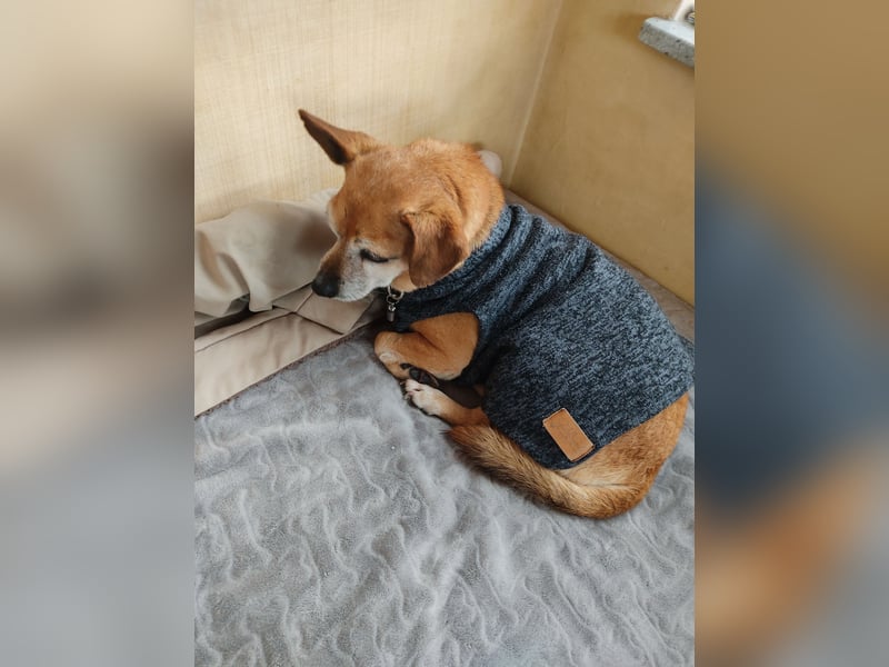 Elmi  Hundeomi die gerne kuschelt und spielt  bereits in Deutschland