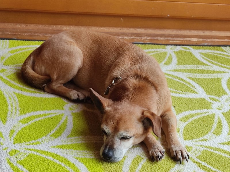 In Deutschland auf PS ❤️ Seniorin Elmi – menschenbezogen und lebensfroh