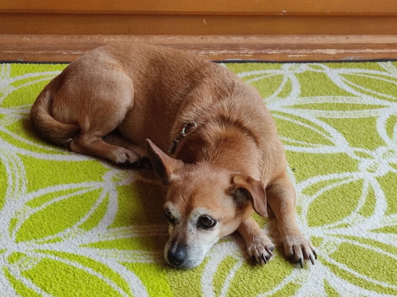 Sonnenanbeterin Elmi ❤️ menschenbezogen und lebensfroh - bereits in Deutschland