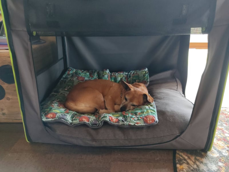 In Deutschland auf PS ❤️ Seniorin Elmi – menschenbezogen und lebensfroh