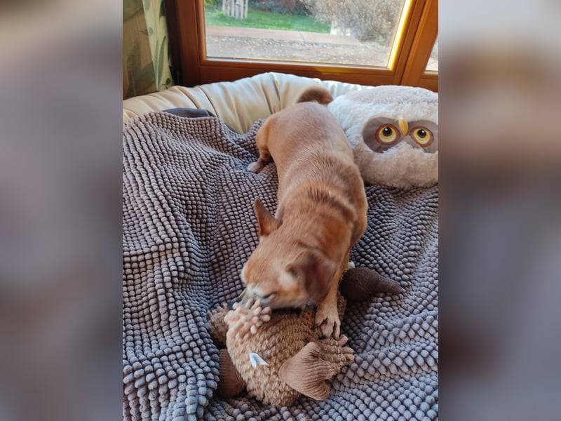 Elmi  Hundeomi die gerne kuschelt und spielt  bereits in Deutschland