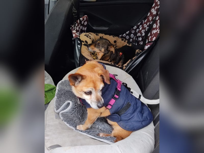 In Deutschland auf PS ❤️ Seniorin Elmi – menschenbezogen und lebensfroh