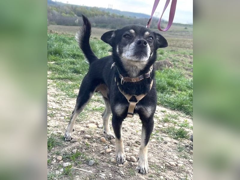 Kleiner Chihuahua "Liova" 30 cm geb. 02/2020 wartet auf liebe Menschen