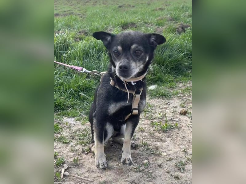 Kleiner Chihuahua "Liova" 30 cm geb. 02/2020 wartet auf liebe Menschen