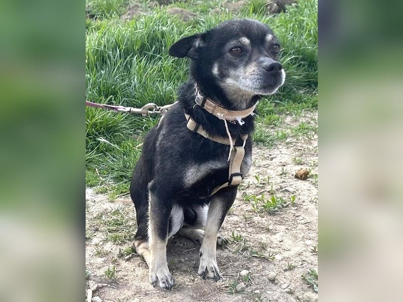 Kleiner Chihuahua "Liova" 30 cm geb. 02/2020 wartet auf liebe Menschen