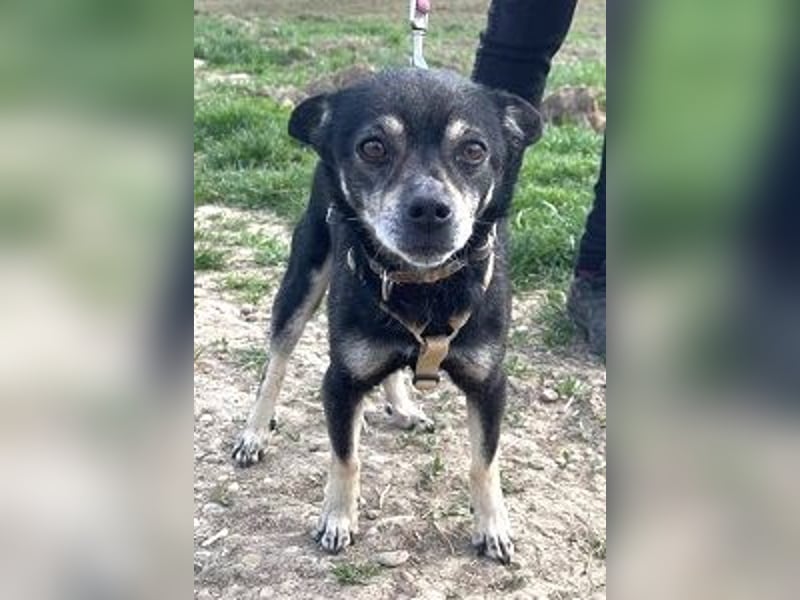 Kleiner Chihuahua "Liova" 30 cm geb. 02/2020 wartet auf liebe Menschen