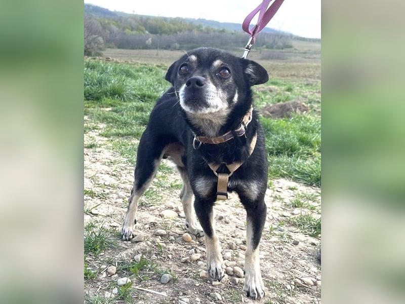 Kleiner Chihuahua "Liova" 30 cm geb. 02/2020 wartet auf liebe Menschen