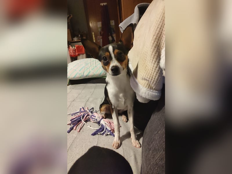 kleine, freundliche Dina sucht verantwortungsvolles Zuhause