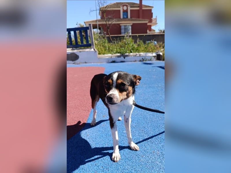 kleine, freundliche Dina sucht verantwortungsvolles Zuhause