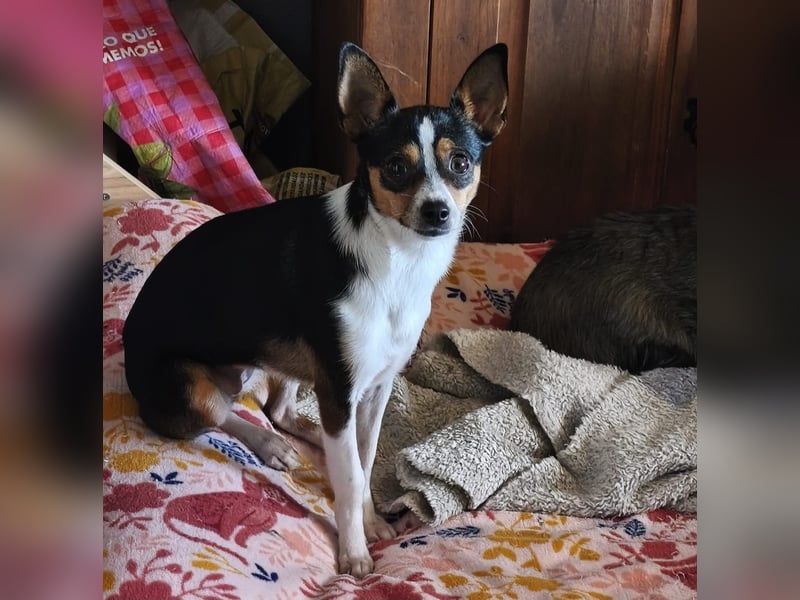 kleine, freundliche Dina sucht verantwortungsvolles Zuhause