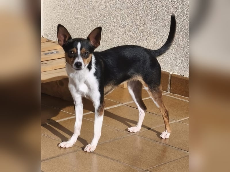 kleine, freundliche Dina sucht verantwortungsvolles Zuhause