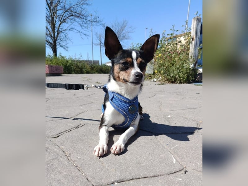 kleine, freundliche Dina sucht verantwortungsvolles Zuhause