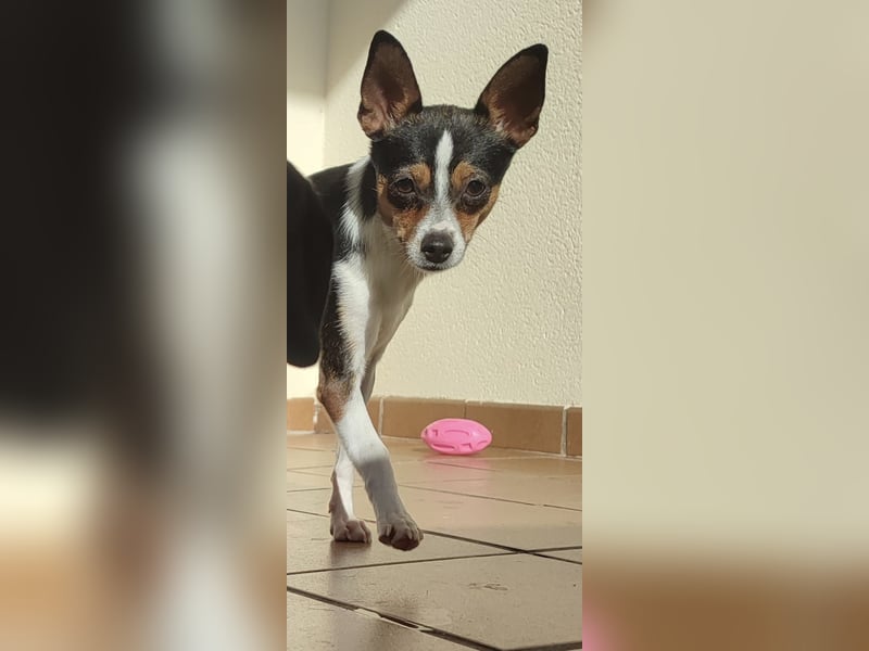 kleine, freundliche Dina sucht verantwortungsvolles Zuhause