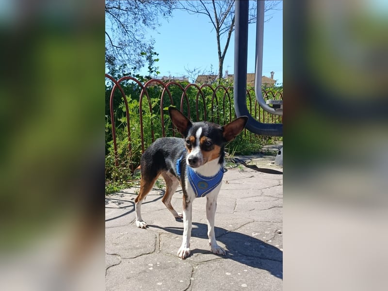 kleine, freundliche Dina sucht verantwortungsvolles Zuhause