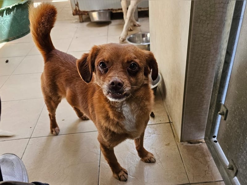 Mirto - kleiner Casanova genießt die Welt