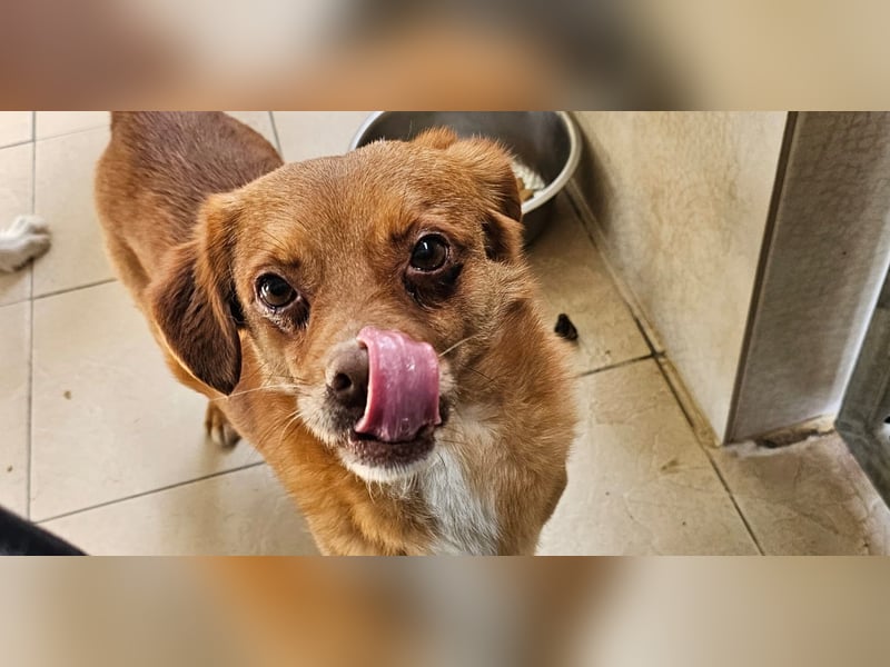 Mirto - kleiner Casanova genießt die Welt