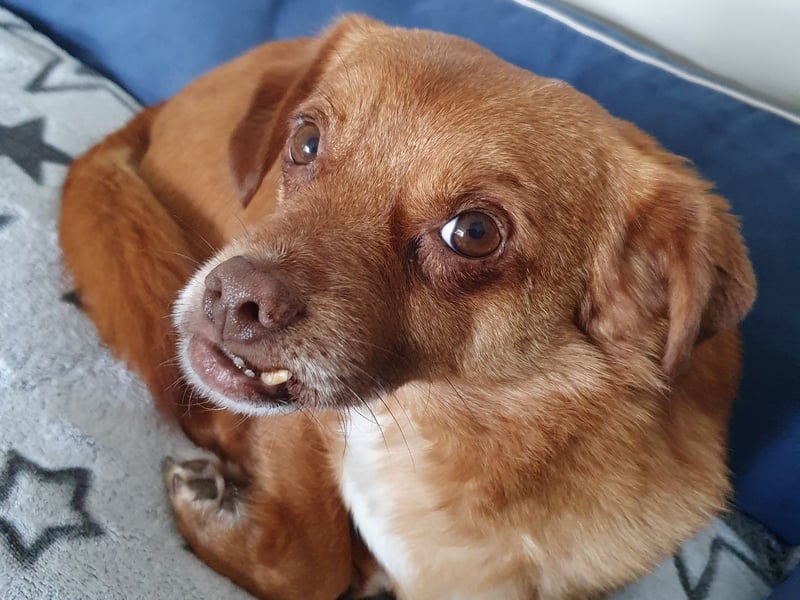 Mirto - kleiner Casanova genießt die Welt