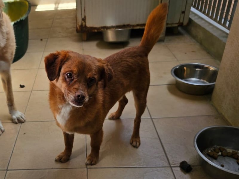 Mirto - kleiner Casanova genießt die Welt