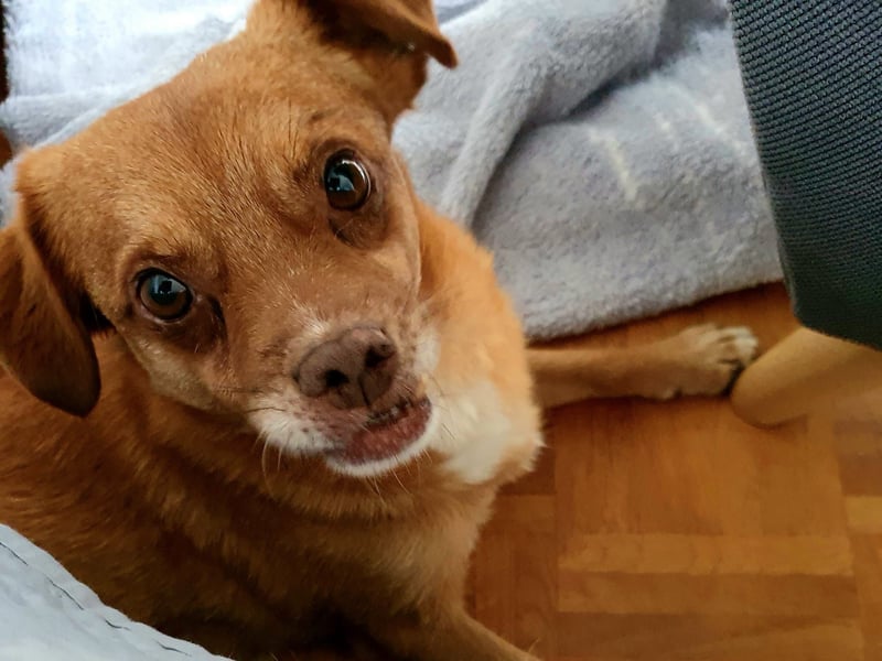 Mirto - kleiner Casanova genießt die Welt