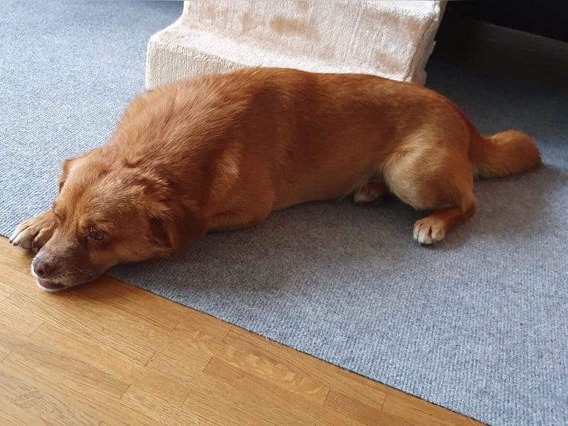 Mirto - kleiner Casanova genießt die Welt