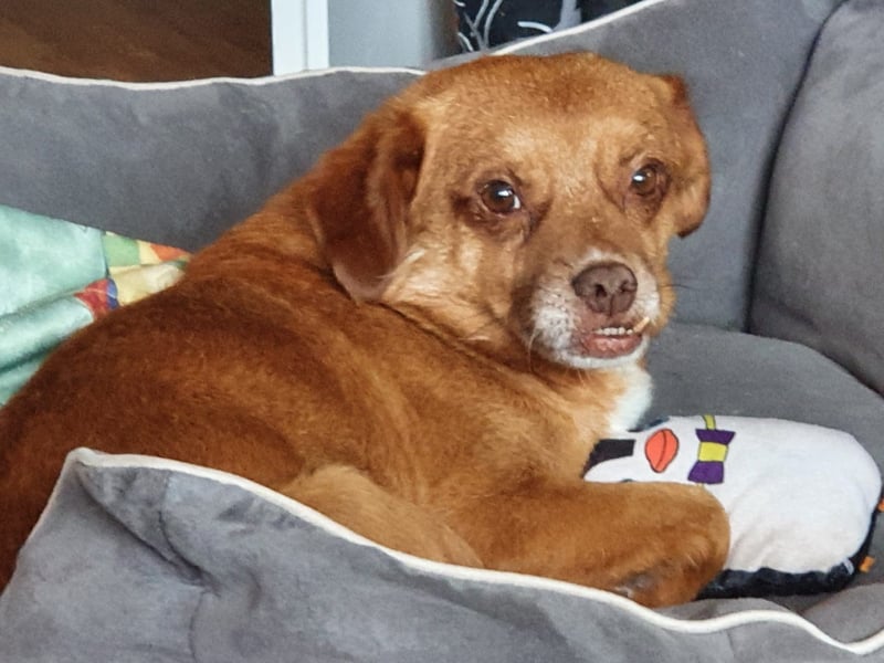 Mirto - kleiner Casanova genießt die Welt