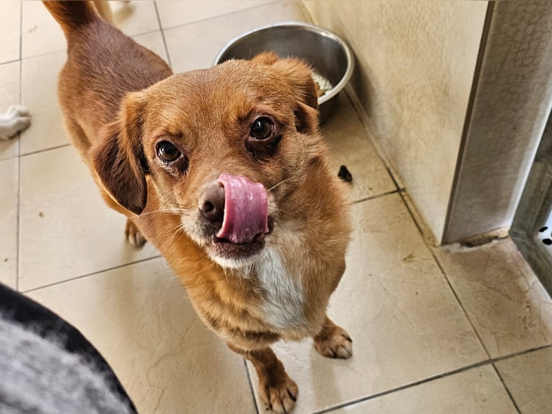 Mirto - kleiner Casanova genießt die Welt