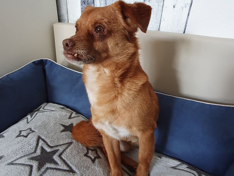 Mirto - kleiner Casanova genießt die Welt