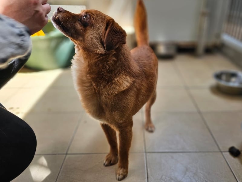 Mirto - kleiner Casanova genießt die Welt
