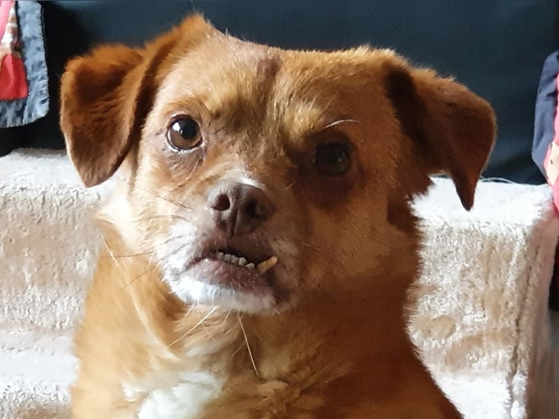 Mirto - kleiner Casanova genießt die Welt