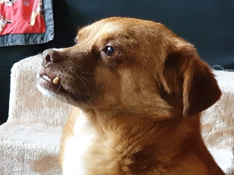 Mirto - kleiner Casanova genießt die Welt