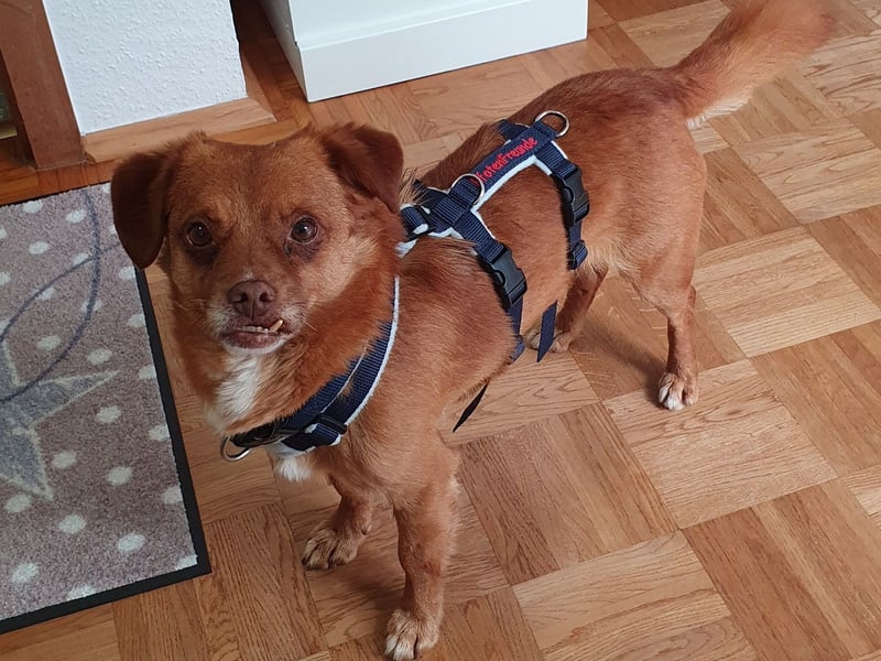 Mirto - kleiner Casanova genießt die Welt