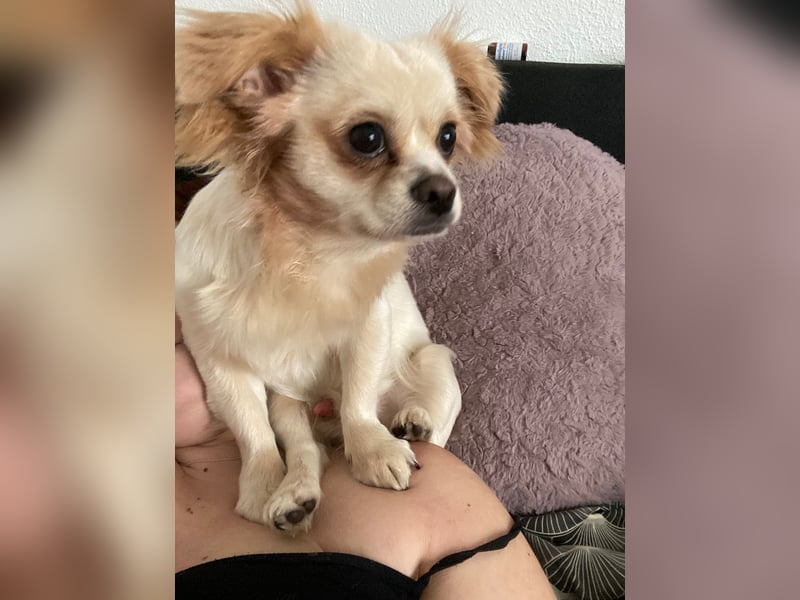 Deckrüden Pekinese / Chihuahua