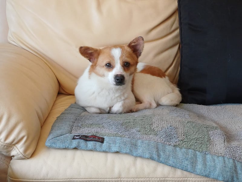 Talisha sucht ihr Zuhause!