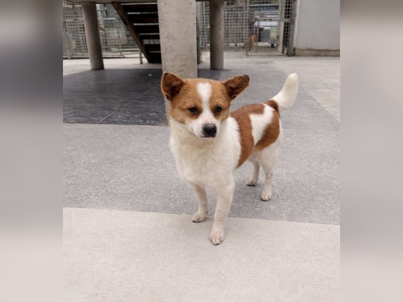 Talisha sucht ihr Zuhause!