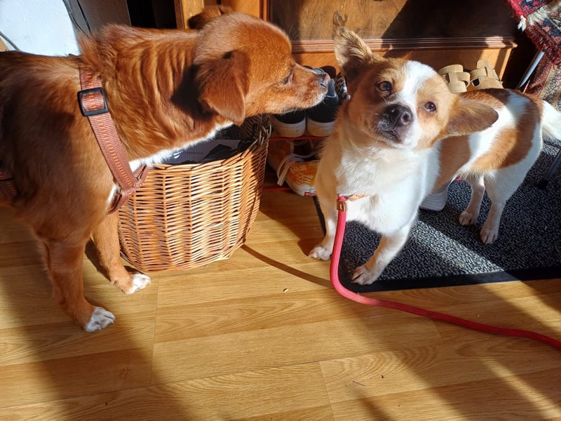 Talisha sucht ihr Zuhause!