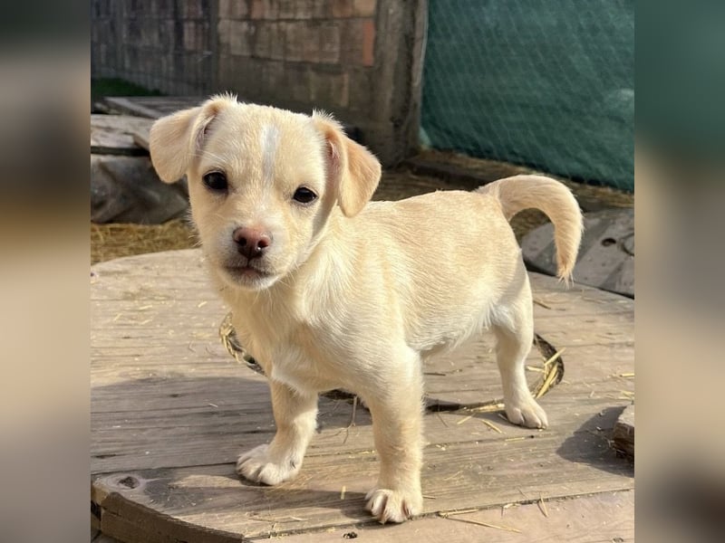 Bix ein winziger freundlicher Welpenbub