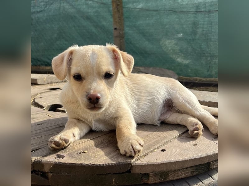 Bix ein winziger freundlicher Welpenbub