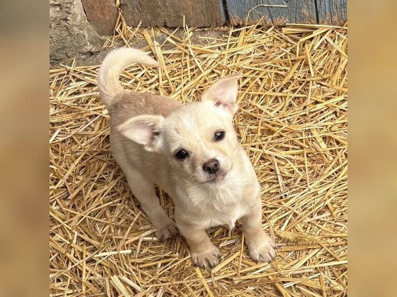 Bix ein winziger freundlicher Welpenbub