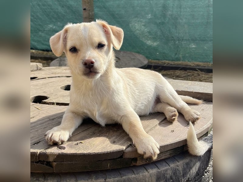 Bix ein winziger freundlicher Welpenbub