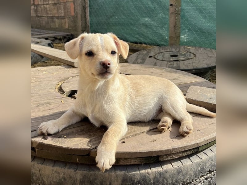 Bix ein winziger freundlicher Welpenbub