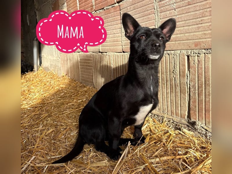 Bix ein winziger freundlicher Welpenbub