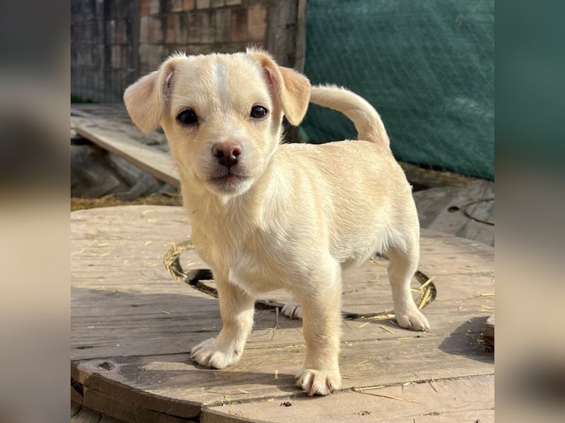 Bix ein winziger freundlicher Welpenbub